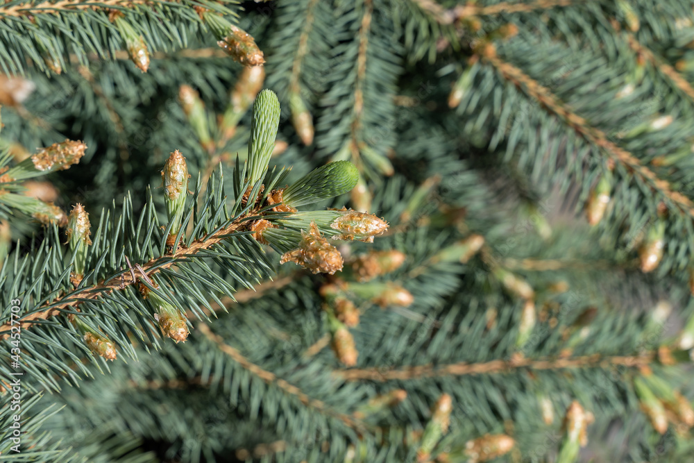Young fresh branches of a Christmas tree with soft needles grow in spring from cones. Light green shoots on the branches of a Christmas tree. The tree is growing.