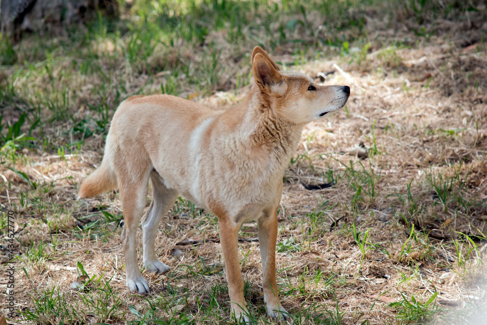the golden dingo is looking out for danger the golden dingo is looking out for danger