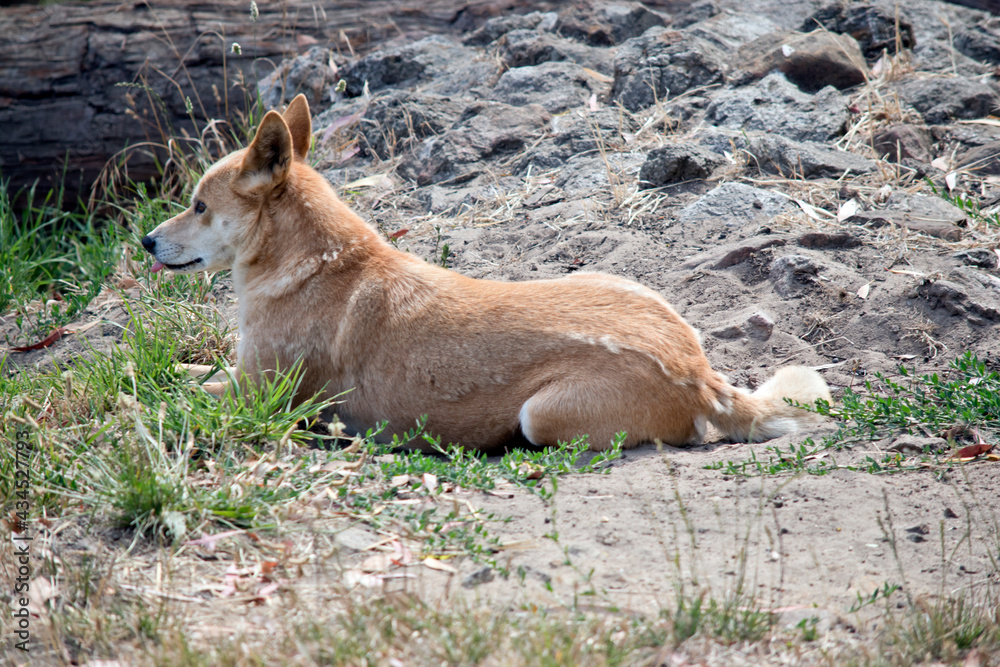 this is a side view of a golden dingo this is a side view of a golden dingo