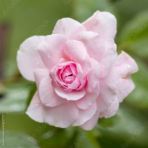 close up wet pink rose flower background.