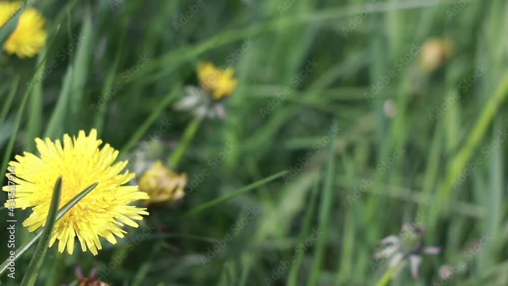 Close up view of Fresh Green Grass With Yellow Dandelions In Sun Rays. Background Morning. Taraxacum officinal on spring meadow. High quality FullHD footage Close up view of Fresh Green Grass With Yellow Dandelions In Sun Rays. Background Morning. Taraxacum officinal on spring meadow. High quality FullHD footage