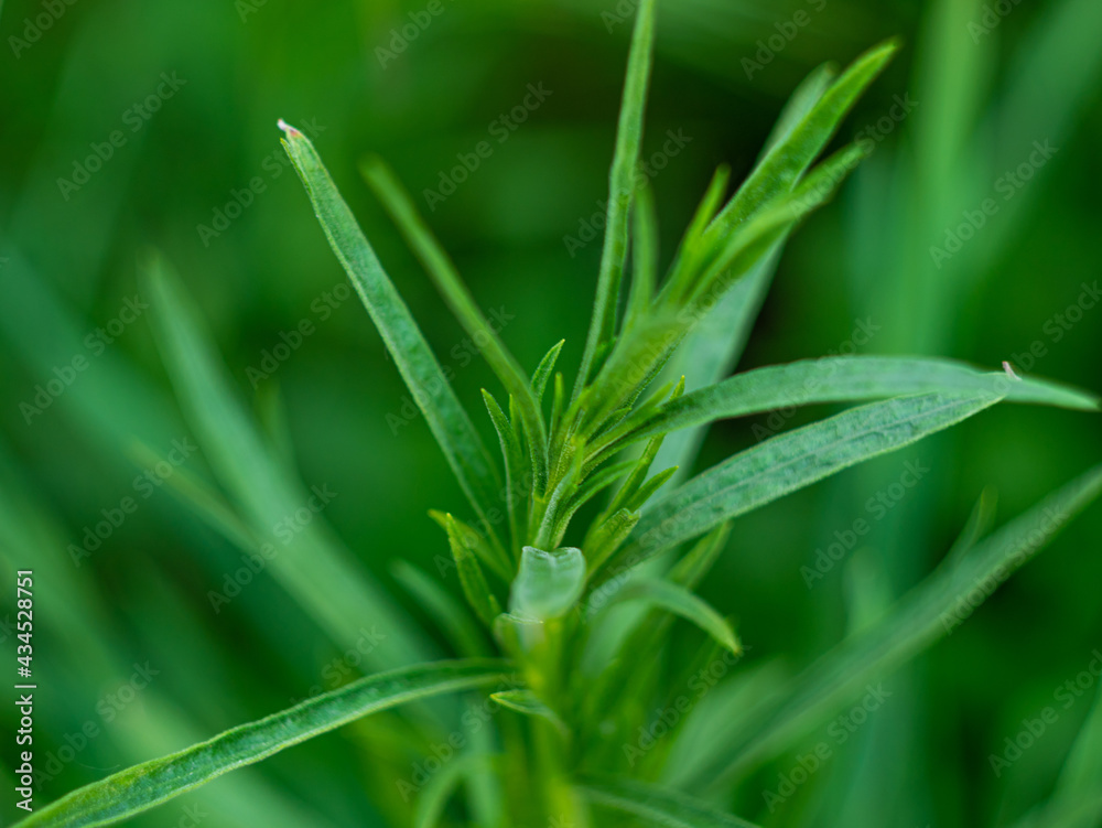 Obraz premium Tarragon or Estragon green leaves growing from the soil in the garden. Medicinal and food plant Artemisia or wormwood for lemonade drinks and cooking. Local food gardening, eco organic fresh herbs.