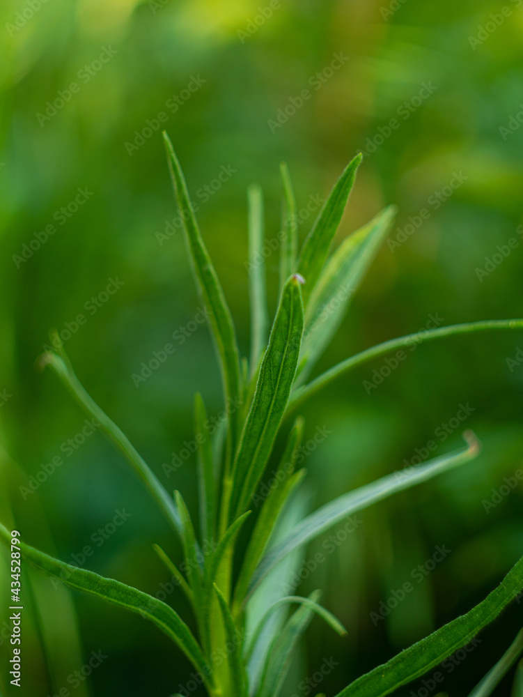 Obraz premium Tarragon or Estragon green leaves growing from the soil in the garden. Medicinal and food plant Artemisia or wormwood for lemonade drinks and cooking. Local food gardening, eco organic fresh herbs.