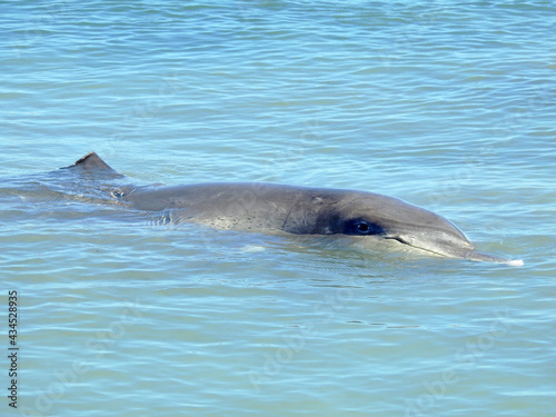 Spotted Indo-Pacific Bottlenose Dolphin Looking