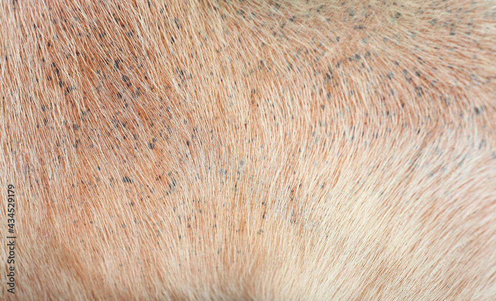 Close up baby pig skin in natural light Close up baby pig skin in natural light