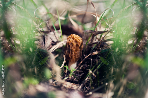 Fungi Verpa bohemica, commonly known as the wrinkled thimble-cap or the early morel close-up. Czech edible delicious spring mushroom, grow in wood grass early spring following the snowmelt