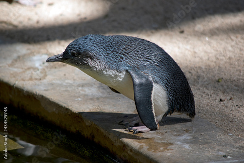 the fairy penguin is black and white bird