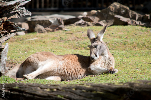 the red kangaroo is resting in the grass