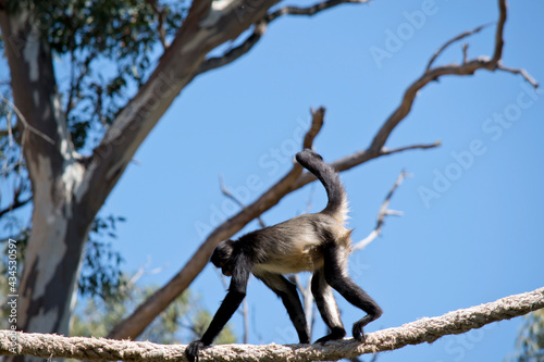 the spider monkey is walking along a rope