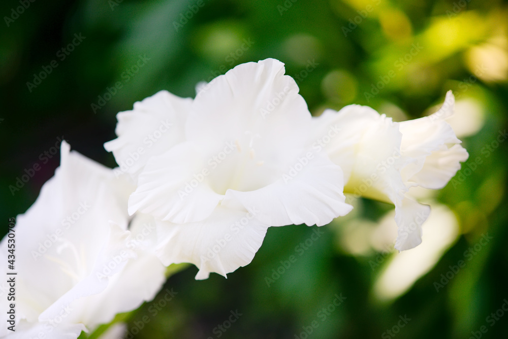 Gladiolus, white gladioli are blooming in the garden. Close-up of gladiolus flowers. Bright flowers of gladiolus in summer. Large flowers and buds on a green background.