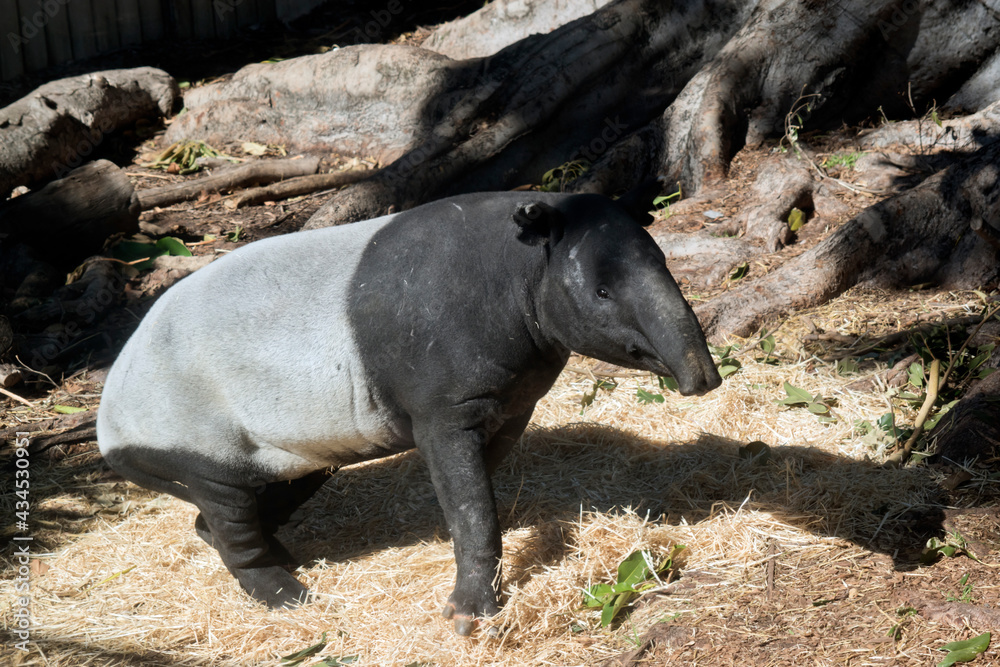 the tapir is a black and white animals the tapir is a black and white animals