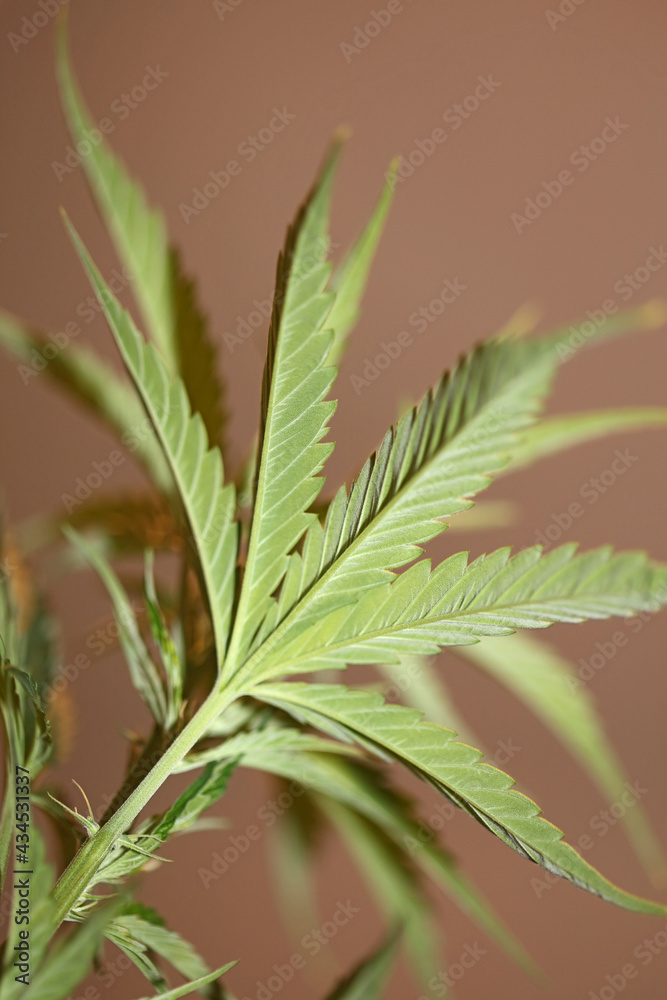 Cannabis plant close up modern high quality big size print medical marihuana super lemon haze family cannabaceae Cannabis plant close up modern high quality big size print medical marihuana super lemon haze family cannabaceae