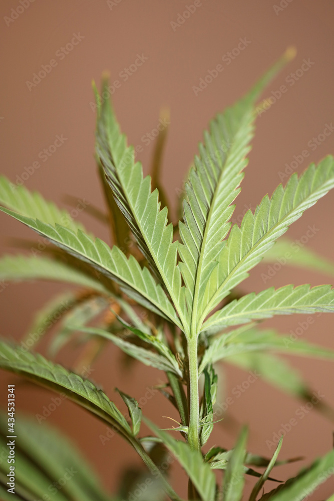 Cannabis plant close up modern high quality big size print medical marihuana super lemon haze family cannabaceae Cannabis plant close up modern high quality big size print medical marihuana super lemon haze family cannabaceae
