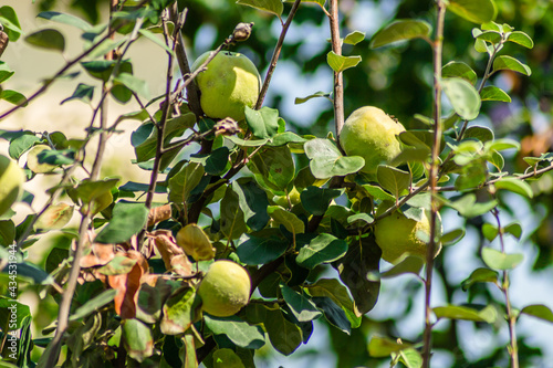 Mature fruits of yellow quince.