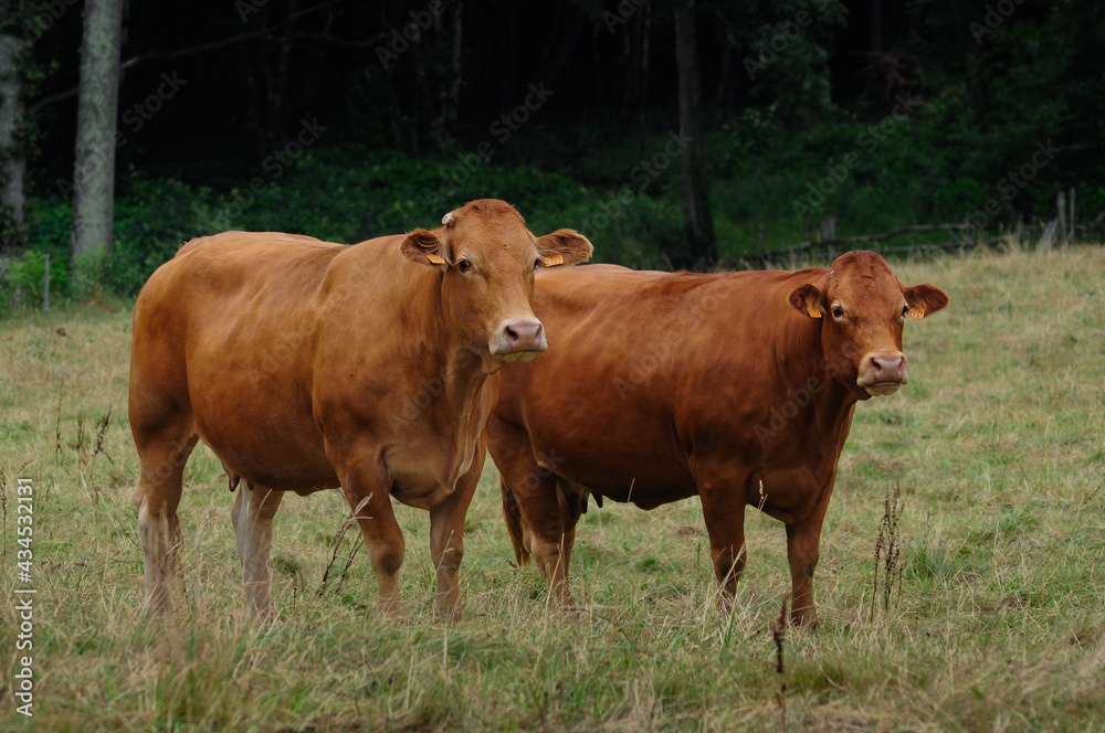 deux vache brune au milieu d'un pré