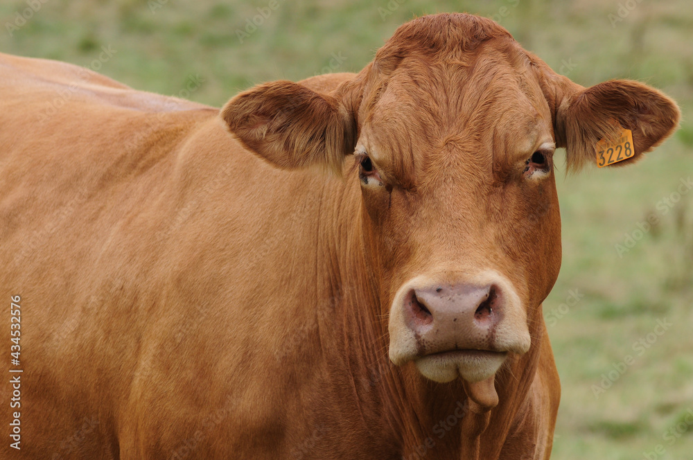 Portrait d'une belle vache brune Portrait d'une belle vache brune