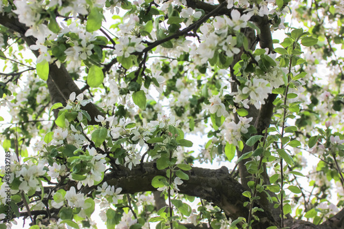 A blooming apple tree dotted with small white flowers in a spring orchard, garden on green backdrop. A fruit tree with twisting branches in bloom, fresh leaves at sunny day. Natural spring background.