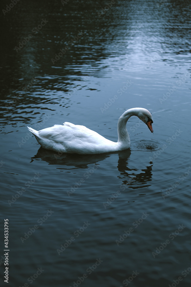 Lonely white swan floating in the dark water of the pond in summer Lonely white swan floating in the dark water of the pond in summer