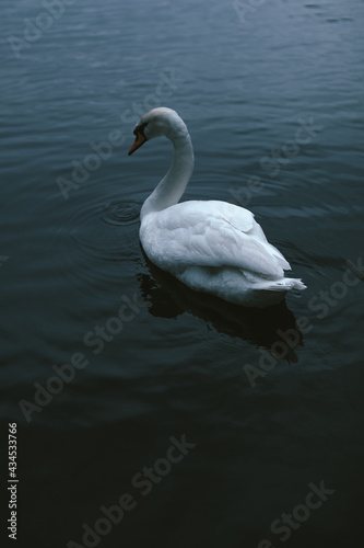 Lonely white swan floating in the dark water of the pond in summer