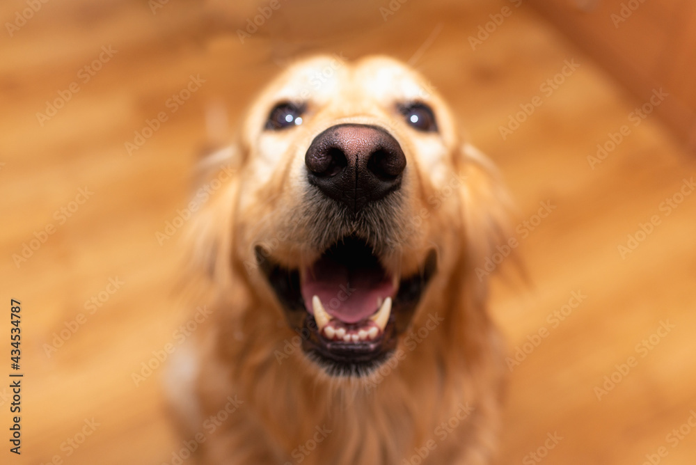 Funny Golden retriever dog mouth open sitting on the floor at home and  looking at the  . Stock Photo | Adobe Stock