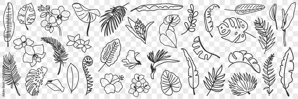 Natural leaves pattern doodle set. Collection of hand drawn various natural leaf wallpaper patterns blooming flowers and grass isolated on transparent background 
