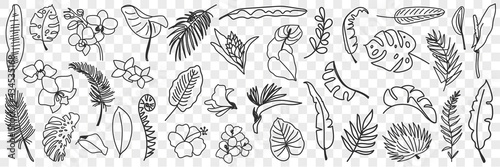 Natural leaves pattern doodle set. Collection of hand drawn various natural leaf wallpaper patterns blooming flowers and grass isolated on transparent background 