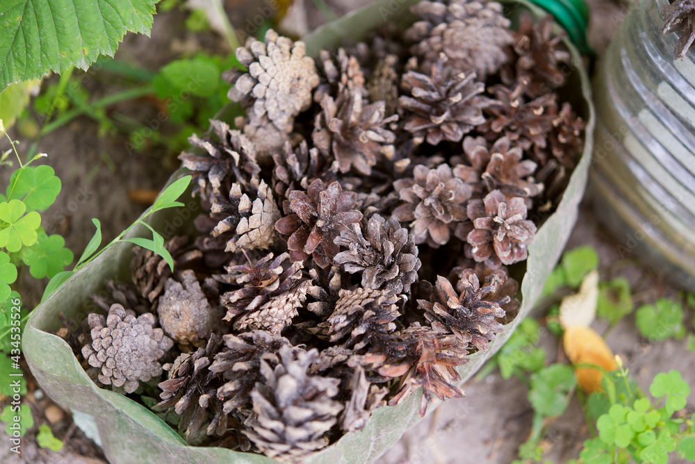 Set of cones of coniferous trees, dry cones lie next to each other, brown wooden texture Set of cones of coniferous trees, dry cones lie next to each other, brown wooden texture