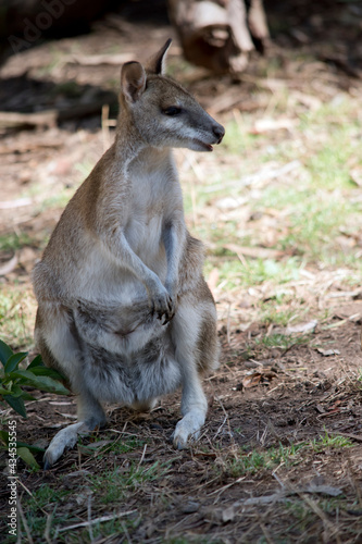 the agile wallaby is standing on its hind legs