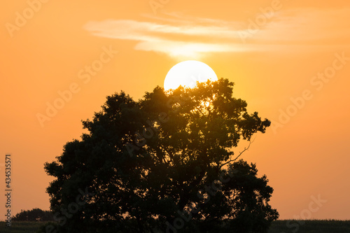Lonely oak standing in a fi...