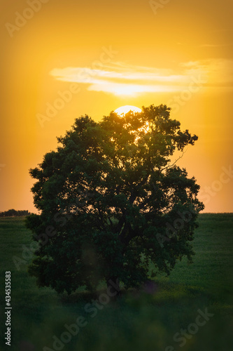 Lonely oak standing in a fi...