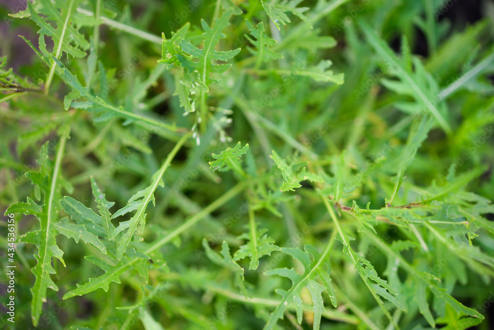 Rucola (Arugula), plant in the garden. Arugula leaf close up. View from above. Area for text. Rucola (Arugula), plant in the garden. Arugula leaf close up. View from above. Area for text.
