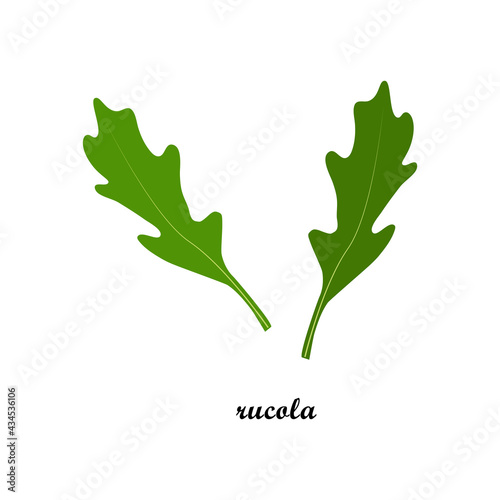 Vector illustration of rucola leaves with title text isolated on white background.