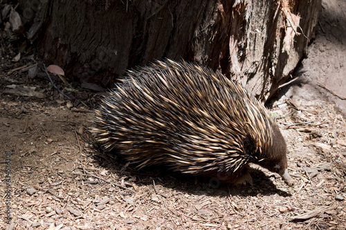 the Australian echidna is looking for ants to eat