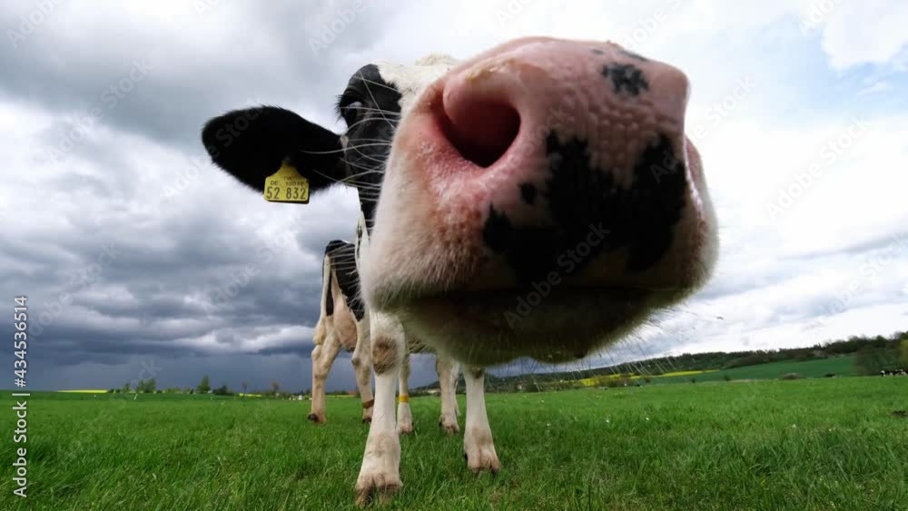 Extreme close-up video of a curious Friesian Holstein dairy cow with large pink dotted nose and long tongue. Her slimy saliva droplet hanging loose in the air. Black and white mottled cow portrait, 4k
