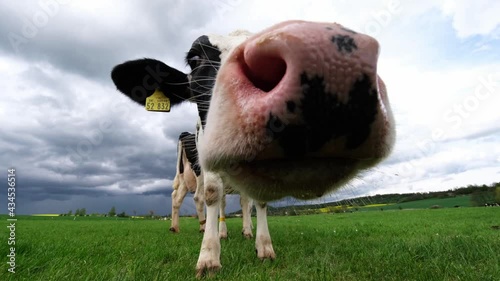 Extreme close-up video of a curious Friesian Holstein dairy cow with large pink dotted nose and long tongue. Her slimy saliva droplet hanging loose in the air. Black and white mottled cow portrait, 4k