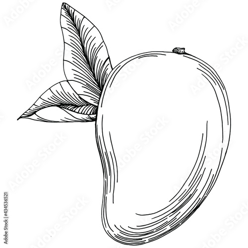 Mango tropical fruit sketch drawing vector. Engraved isolated organic food. Black white mango element on white background.