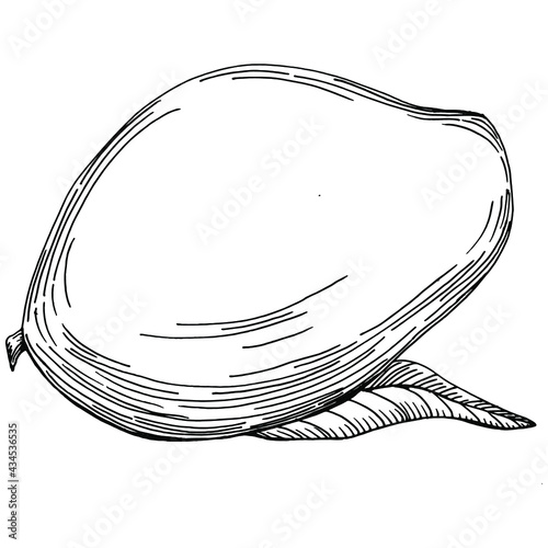 Mango tropical fruit sketch drawing vector. Engraved isolated organic food. Black white mango element on white background.