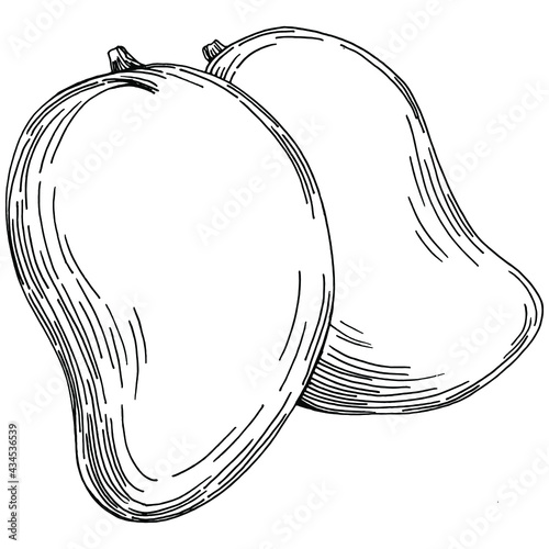 Mango tropical fruit sketch drawing vector. Engraved isolated organic food. Black white mango element on white background.