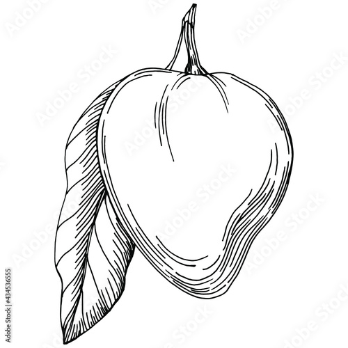 Mango tropical fruit sketch drawing vector. Engraved isolated organic food. Black white mango element on white background.
