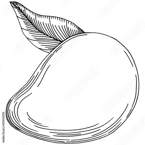 Mango tropical fruit sketch drawing vector. Engraved isolated organic food. Black white mango element on white background.
