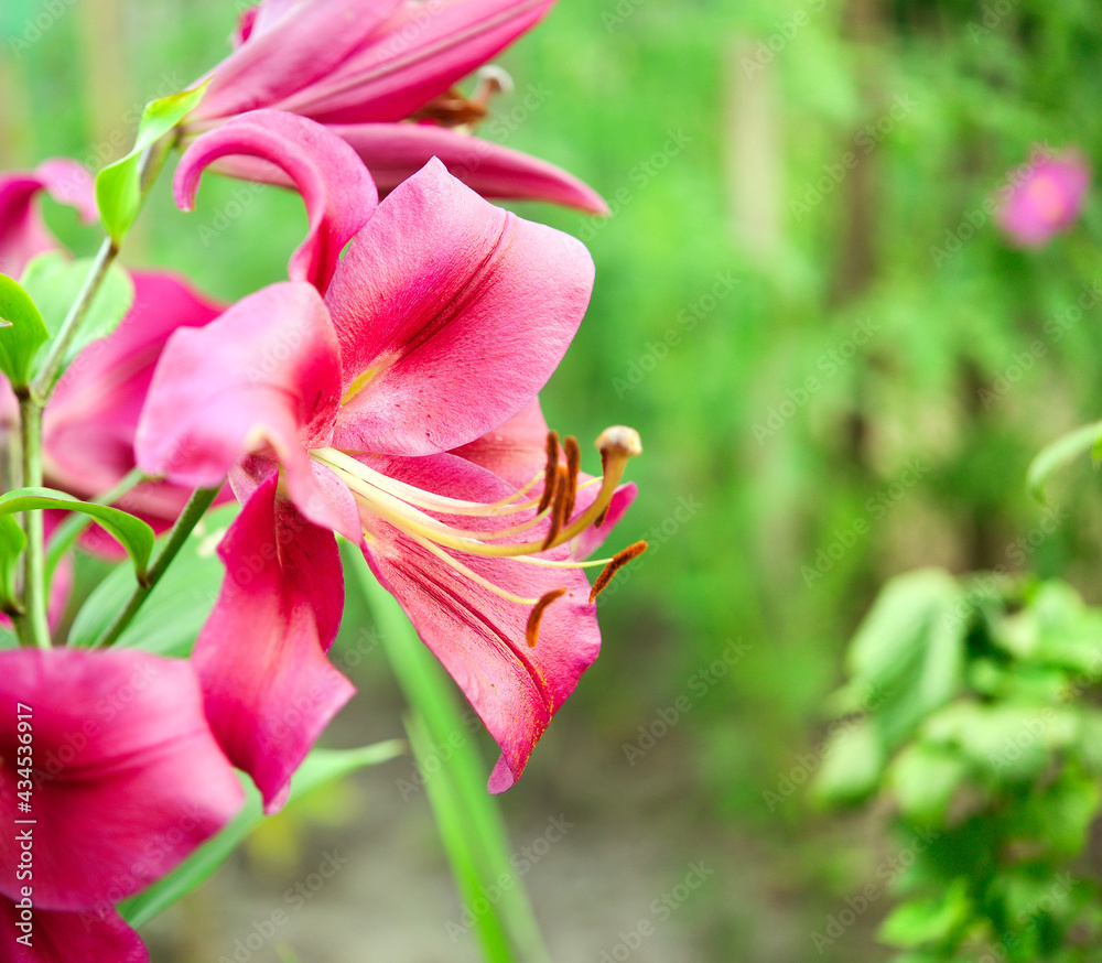 Obraz premium Beautiful lily flower on a background of green leaves. Lily flowers in the garden. Background texture with burgundy buds. Image of a flowering plant with crimson flowers of a varietal lily.