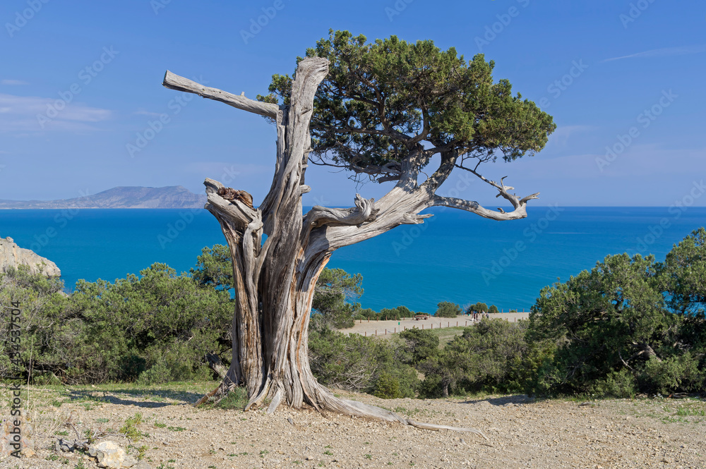 Old half-withered relict tree juniper