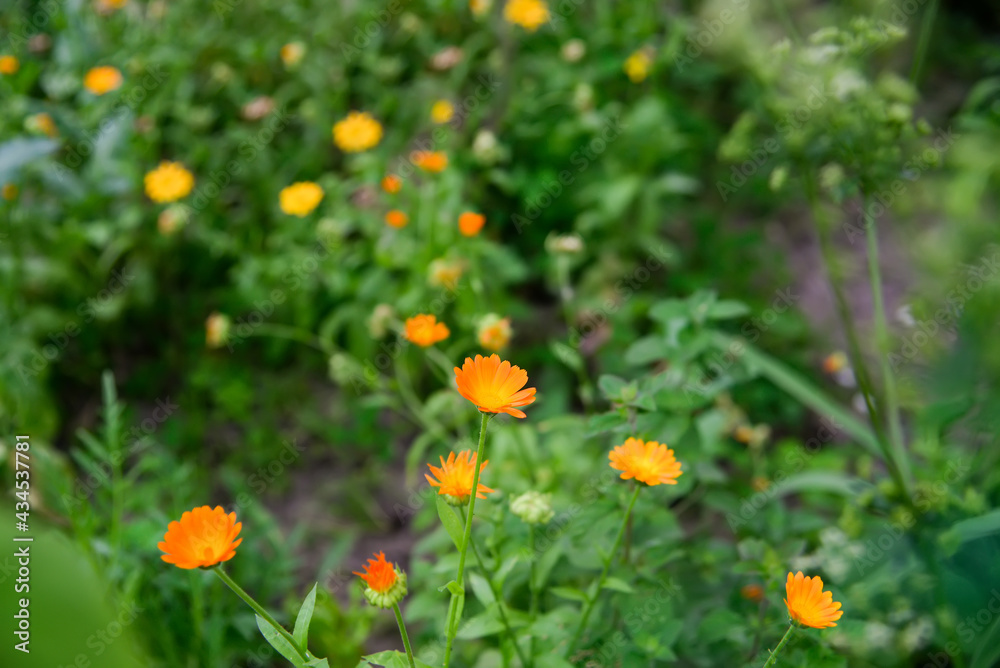 Calendula (Calendula officinalis, pot marigold, ruddles) flower on green natural summer background. Calendula petals of a medicinal plant, herb leaves. Calendula medicinal field plant.