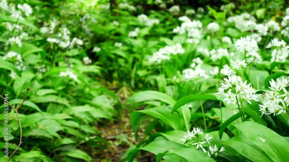 Blooming white wild garlic scented Allium ursinum flowers in beautiful woodland forest wilderness close up dolly left Blooming white wild garlic scented Allium ursinum flowers in beautiful woodland forest wilderness close up dolly left