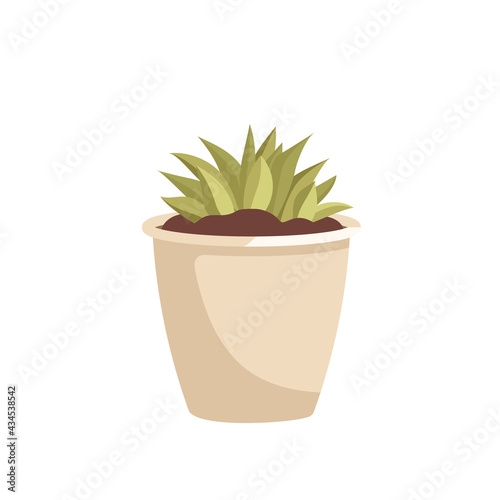 Indoor plant in a pot. Green leaves of succulent. Interior flower