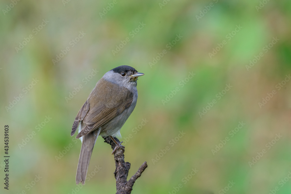 Fototapeta premium Blackcap (Sylvia atricapilla) male bird perched on branch