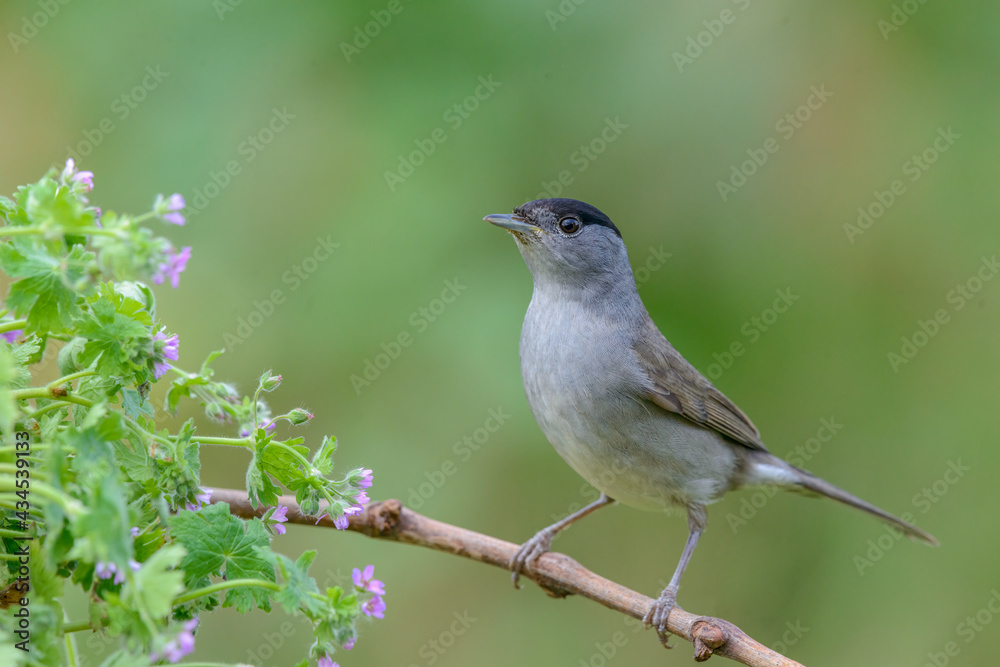 Eurasian Blackcap (Sylvia atricapilla) male bird perched on a branch in garden Eurasian Blackcap (Sylvia atricapilla) male bird perched on a branch in garden