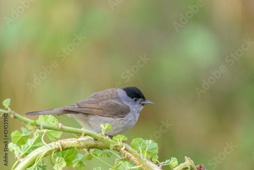 Eurasian Blackcap (Sylvia atricapilla) male bird perched on plant in woodlands