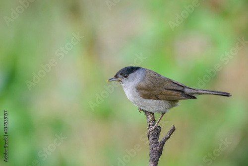 Blackcap (Sylvia atricapilla) male bird perched close up