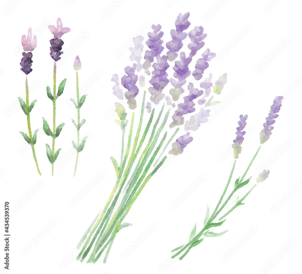 Fototapeta premium ハーブ_ラベンダーの水彩イラスト